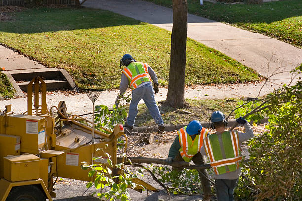 Best Root Management and Removal  in Carterville, MO